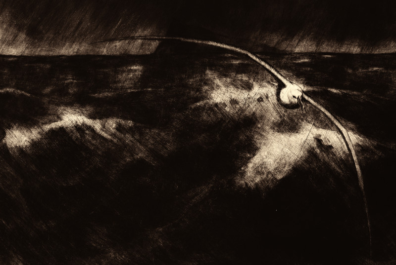 Albatross illustration