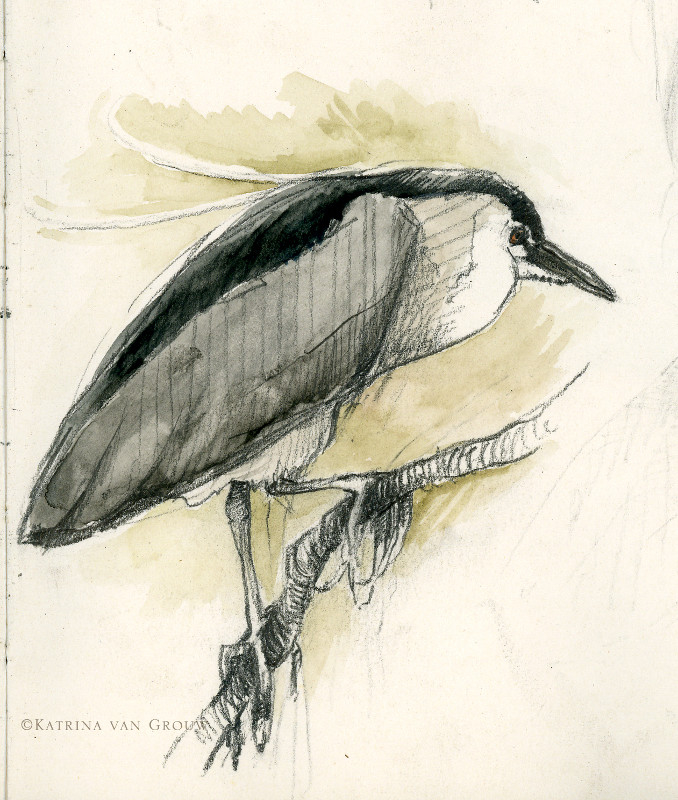 Night heron drawing